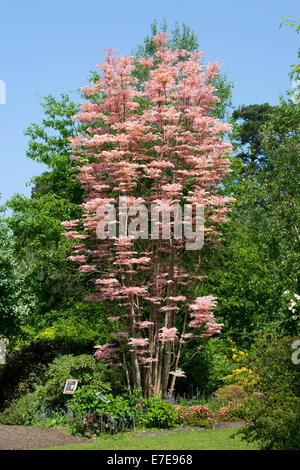 Toona sinensis 'Flamingo' Stock Photo