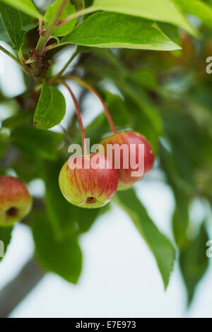 Fruit on bonsai crab apple tree Stock Photo