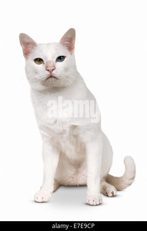 Khao Manee shorthair cat Stock Photo