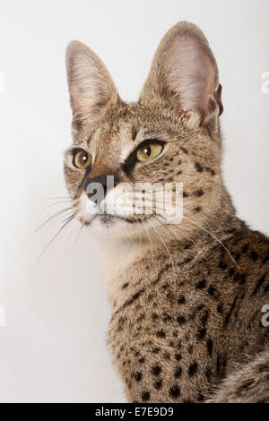 Savannah F1 Shorthair Cat Stock Photo