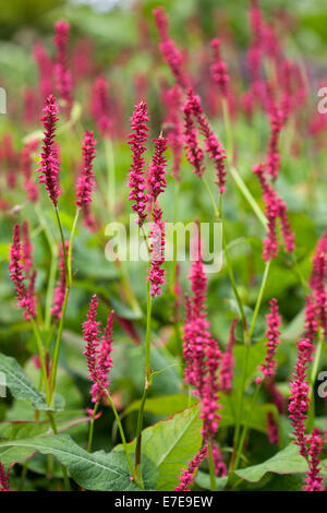 Persicaria amplexicaulis 'Atrosanguinea' Stock Photo