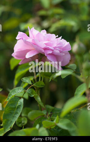 Rosa Mary Rose 'Ausmary' (Rose Mary Rose) Stock Photo