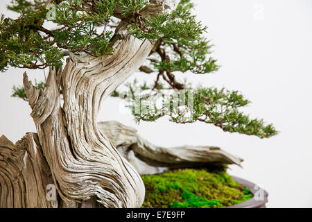 Bonsai Juniperus scopulorum (Rocky Mountain Juniper)