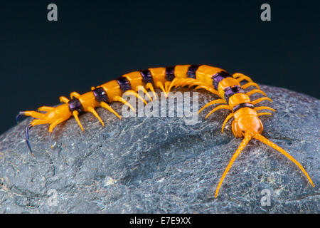 Centipede / Scolopendra hardwickei Stock Photo
