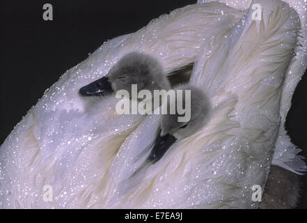 CYGNETS ASLEEP ON A SWANS BACK COVERED BY WATER DROPLETS FROM  THE RAIN Stock Photo