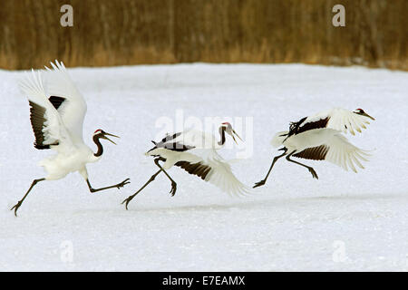 Red-crowned cranes taking off Stock Photo