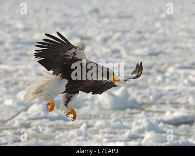 Steller's sea eagle in flight, landing on ice floe Stock Photo