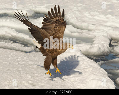 White-tailed eagle landing on ice floe Stock Photo