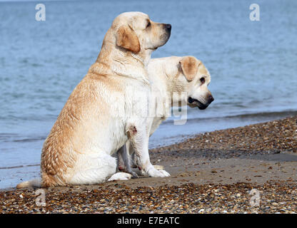 yellow labradors at the sea in summer Stock Photo - Alamy