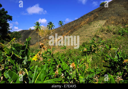 HILLSIDE CLEARED BY BURNING FOR AGRICULTURAL USE ESPECIALLY BANANA  TOBAGO WEST INDIES Stock Photo