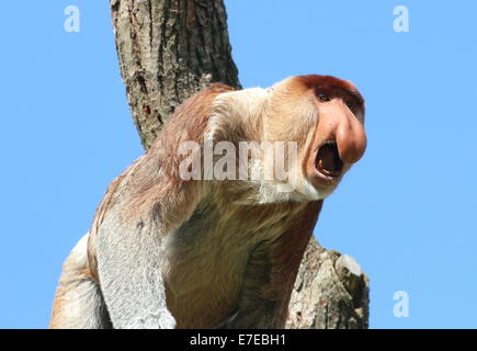 Hollering mature male Proboscis or  long nosed monkey (Nasalis larvatus) Stock Photo