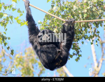 Female Southeast Asian Siamang gibbon hanging from ropes at Burgers  Zoo (Symphalangus /  Hylobates syndactylus) Stock Photo