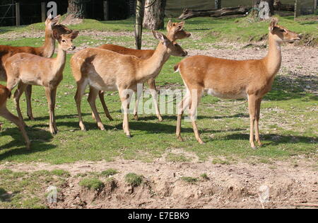Group of Eld's deer ( Panolia eldii, (Ru)Cervus Eldii) a.k.a. brow-antlered deer Stock Photo