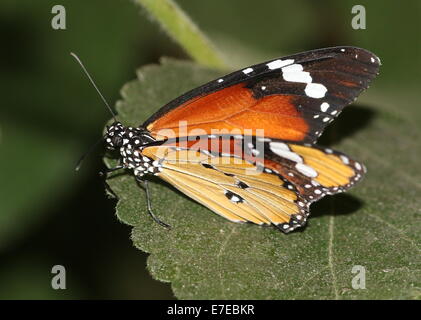 Plain Tiger or African Monarch butterfly (Danaus chrysippus) Stock Photo