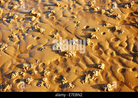 Lugworm casts on a beach at Wells next the Sea, Norfolk Stock Photo