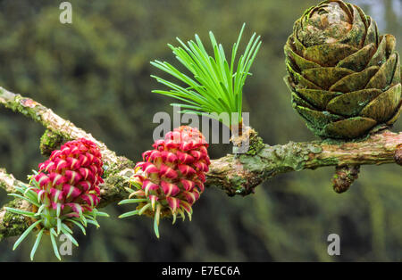 LARCH TREE [ LARIX ] FLOWERS NEEDLES AND CONE IN SPRING Stock Photo