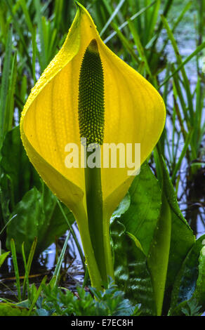 SKUNK CABBAGE THE  YELLOW FLOWER GROWING IN MARSHLAND WESTERN SCOTLAND Stock Photo