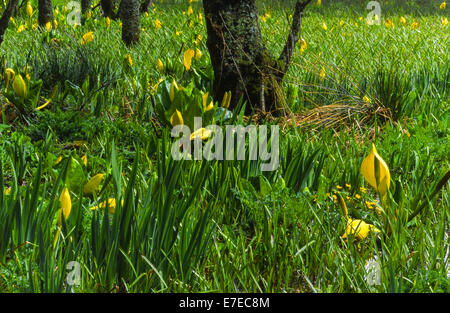 SKUNK CABBAGES [ Lysichiton americanus ] GROWING WILD IN MARSHLAND WESTERN SCOTLAND Stock Photo