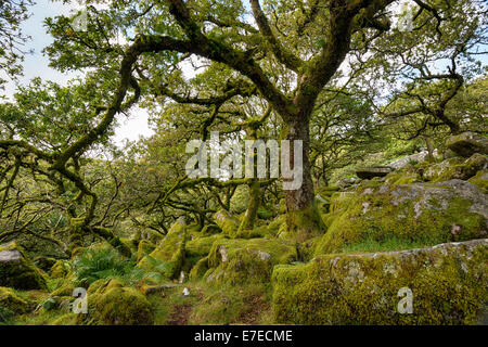 Ancient gnarled and stunted oak tree trunks growing out of mossy boulders in the famous Wistman's Wood a remote high altitude oa Stock Photo