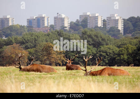 Richmond Park, SW London, England, UK. 15th September 2014. UK Weather: As temperatures reach 22 degrees in London today a group of red deer relax on the grass in Richmond Park.The Alton Estate flats at Roehampton are visible beyond. Credit:  Julia Gavin UK/Alamy Live News Stock Photo