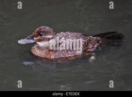 Argentine Ruddy Duck female (oxyura vittata) Stock Photo