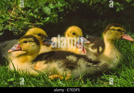 YOUNG DUCKLINGS RESTING ON GRASS Stock Photo