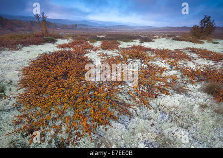 Fall colors at Fokstumyra nature reserve at Dovre in Oppland fylke, Norway. In the foreground is the small tree Dwarf Birch, Betula nana. Stock Photo