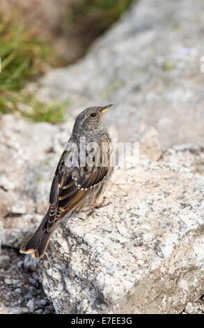 An Alpine Accentor, Prunella collaris on the Fenetre D' Arpette at 2665M in the Swiss Alps. Stock Photo