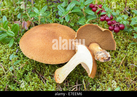 Velvet bolete mushroom Stock Photo