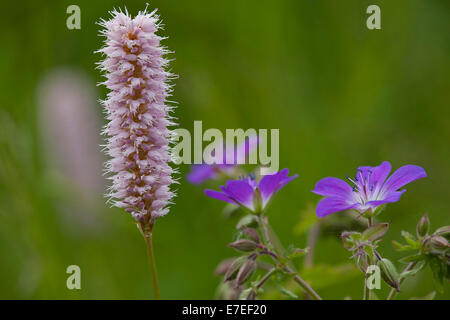 Common bistort (Persicaria bistorta) in flower Stock Photo