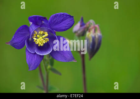 European columbine / Common columbine / Granny's nightcap / Granny's bonnet (Aquilegia vulgaris) in flower Stock Photo