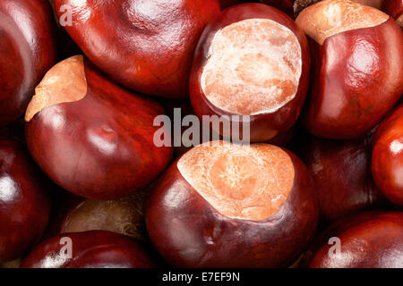 Ripe fresh brown chestnuts closeup. Background Stock Photo