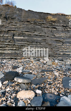 Large ammonite fossil at the base of Monmouth Beach Cliffs. On the Jurassic Coast of Dorset, a world famous fossil collecting lo Stock Photo