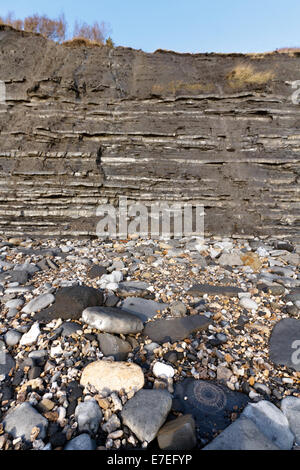 Large ammonite fossil at the base of Monmouth Beach Cliffs. On the Jurassic Coast of Dorset, a world famous fossil collecting lo Stock Photo