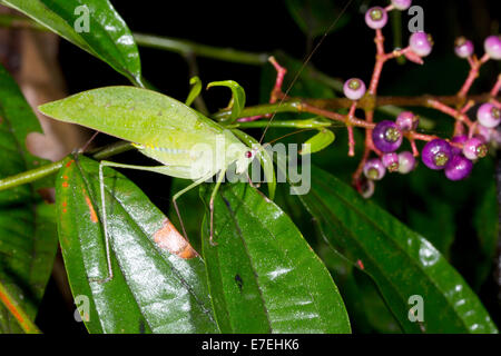 A green katidid on a flowering shrub in the rainforest, Ecuador Stock Photo
