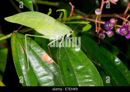 A green katidid on a flowering shrub in the rainforest, Ecuador Stock Photo