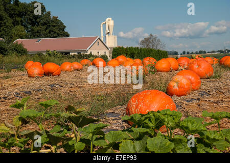 A pumpkin field on an Amish farm in Lancaster County, PA Stock Photo