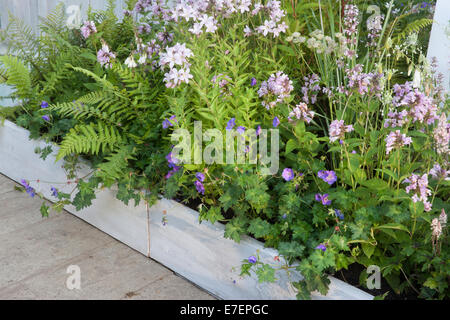 Garden - A Garden of Solitude - contemporary  garden border wall made from reused timber planting Dryopteris Fl Stock Photo