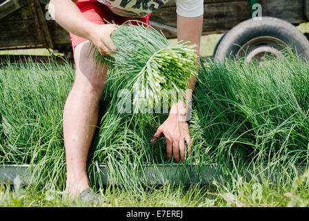 Young farmer places fresh, organic chives during harvest time on organic plantation. Stock Photo