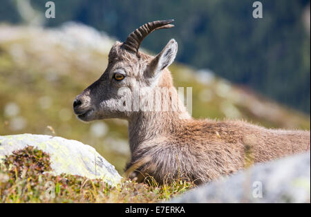 Ibex, Capra ibex on the Aiguille rouge above Chamonix, France. Stock Photo