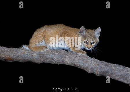 Bobcat Lynx rufus Tucson, Arizona, United States 20 August    Young or kitten in Mesquite Tree.     Felidae Stock Photo