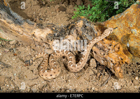 Sidewinder  Crotalus cerastes cercobombus  Pima County, Arizona, United States  2 August         Adult      Viperidae        Son Stock Photo