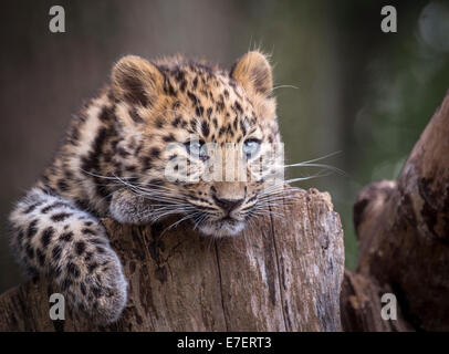 Female Amur leopard cub on tree stump Stock Photo