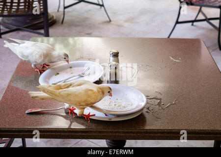 Honolulu Waikiki Beach Hawaii,Hawaiian,Oahu,al fresco sidewalk outside tables,dining,restaurant restaurants food dining cafe cafes,table,white,pigeon, Stock Photo