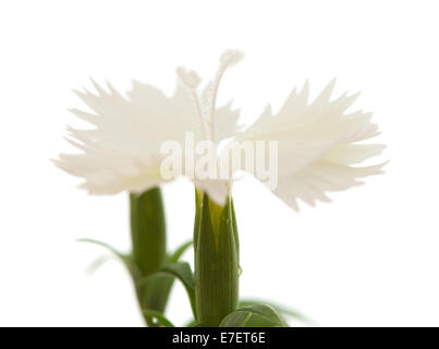 Dianthus chinensis, China pink of Chinese carnation, isolated on white Stock Photo