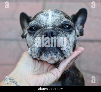 A person's hand, cupping the chin of a cute, old, gray-faced French Bulldog. Stock Photo