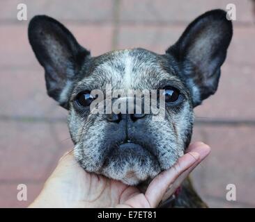 A person's hand, cupping the chin of a cute, old, gray-faced French Bulldog. Stock Photo