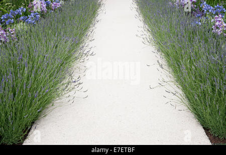 Lavender garden UK - lavender and stone paved paving path through the garden with lavender border - summer summertime Stock Photo