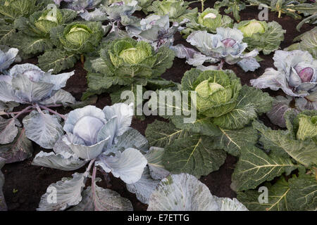 Vegetable garden veg patch with cabbages crop grown in rows on a small kitchen garden allotment - Romanov - Red Jewel - Serpentine - summer autumn UK Stock Photo