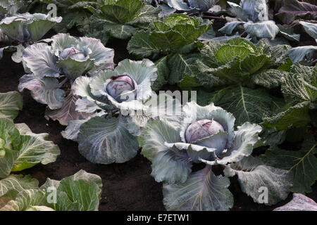 Small Vegetable allotment garden veg patch with different varieties of cabbage grown in rows - Red Jewel - Serpentine and Romanov - summer autumn UK Stock Photo